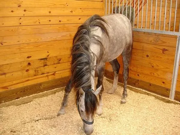 A horse or pony needs approximately 1.5% to 2.5% of its body weight in food per day, depending on its age and level of work.