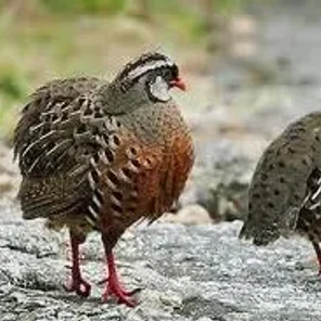 Manipur Bush Quail