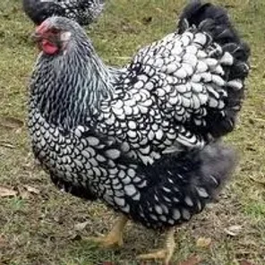 Single Comb Columbian