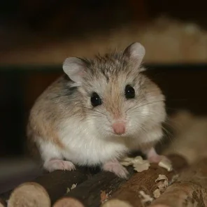 Hamster