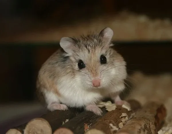 Hamster