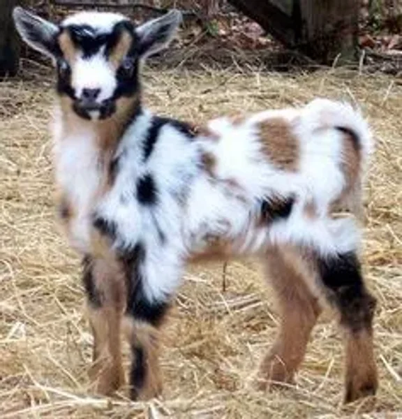 The Nigerian Dwarf goat is a miniature dairy goat breed of West African ancestry.