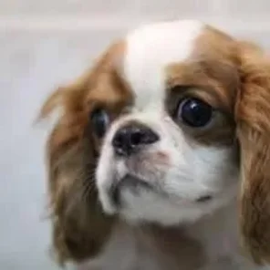 Affen Spaniel (Designer Dog)
