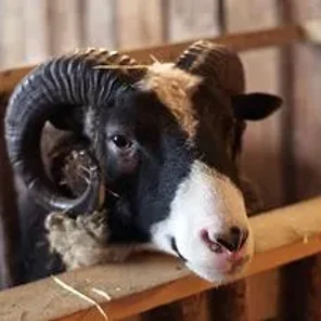 Finnsheep