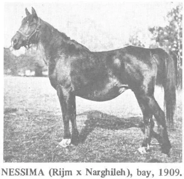NESSIMA