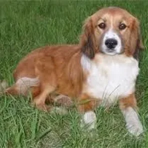 Shockerd (Designer Dog)
