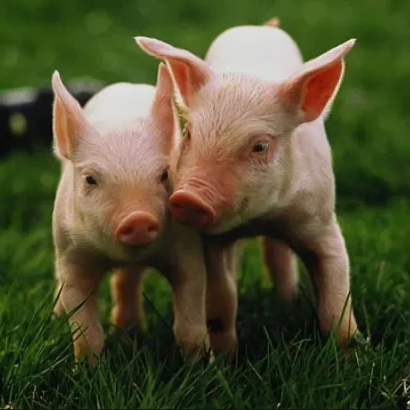 American Yorkshire pig, Molly