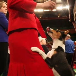 The Twelve Most Difficult Dogs To Train