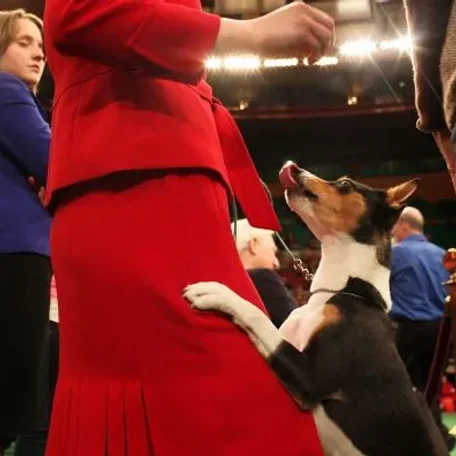 Difficult dogs to train