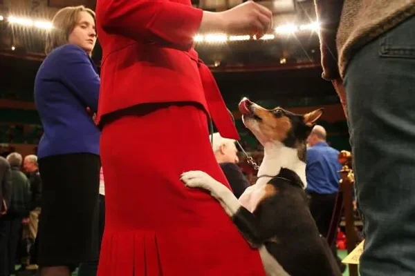 Difficult dogs to train