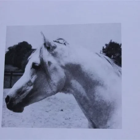 Ibn Raseyn (Raseyn x Zahara) grey stallion, foaled April 6, 1947bred by John W. Douthit