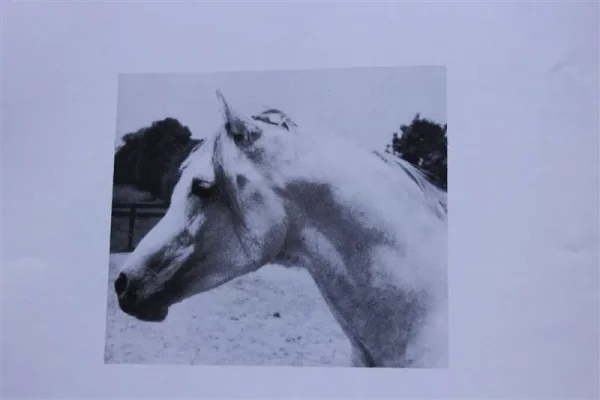 Ibn Raseyn (Raseyn x Zahara) grey stallion, foaled April 6, 1947bred by John W. Douthit