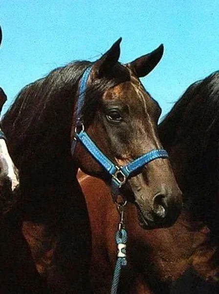 *Andorra