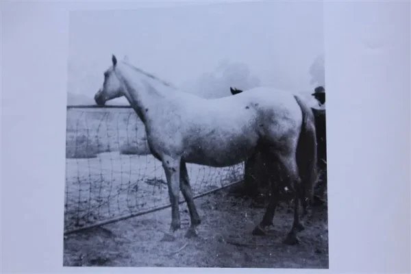Surra (Raseyn x Zewa) grey mare, foaled December 2, 1947
bred by United States Government