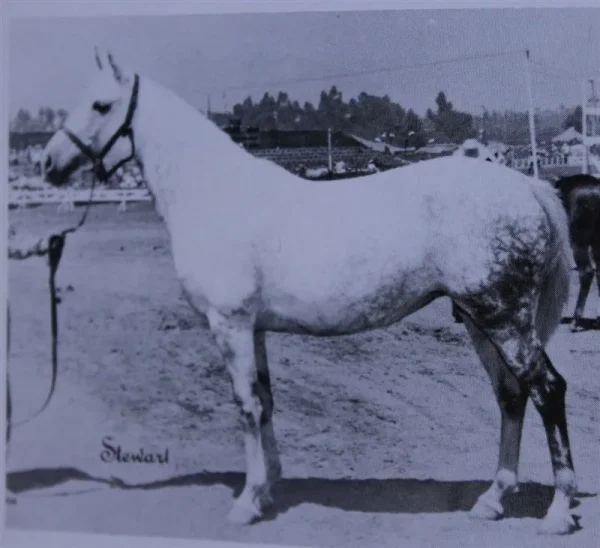 Araki (Raseyn x Narlah) grey mare, foaled June 11, 1939
bred by W.K. Kellogg Institute
