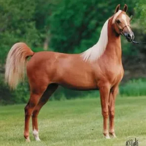 AMES MIRAGE