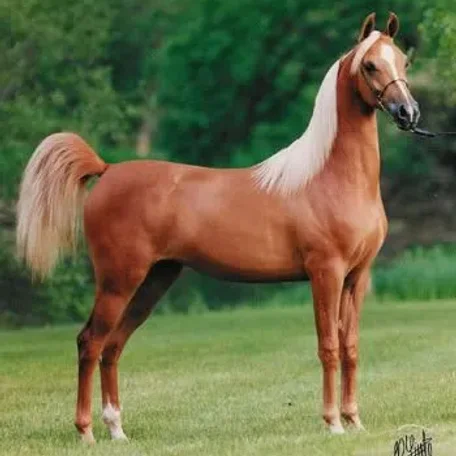 Ames Mirage...This beautiful Brass daughter has been a “gem” for Cedar Ridge.