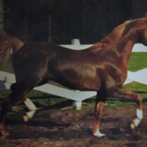 Michland's Amir 0496875
