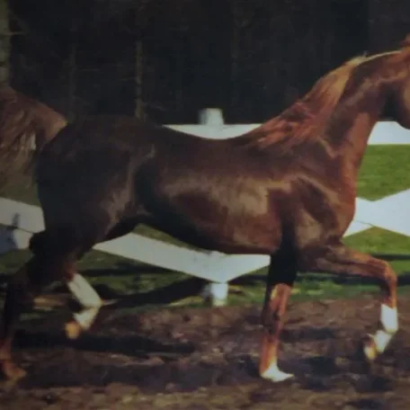 Michland's Amir 0496875