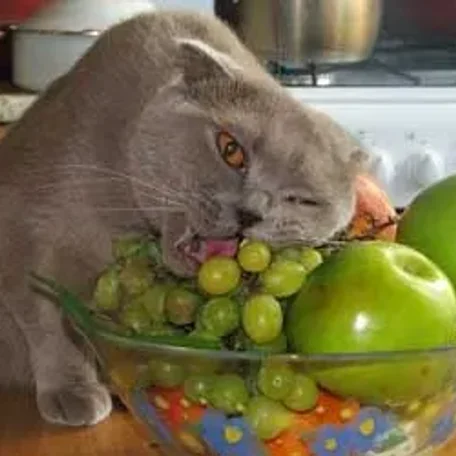 Healthy and Veg Cat Recipes