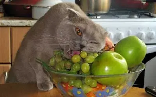 Healthy and Veg Cat Recipes