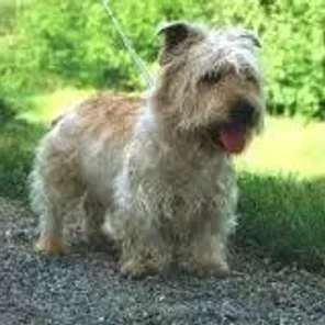 Glen of Imaal Terrier