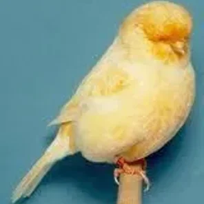 Norwich Canary