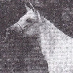Ansata BintHalima