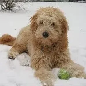 Miniature Goldendoodle (Designer Dog)