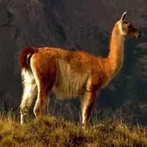 Guanaco