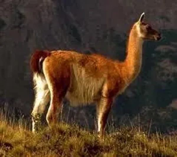 Guanaco