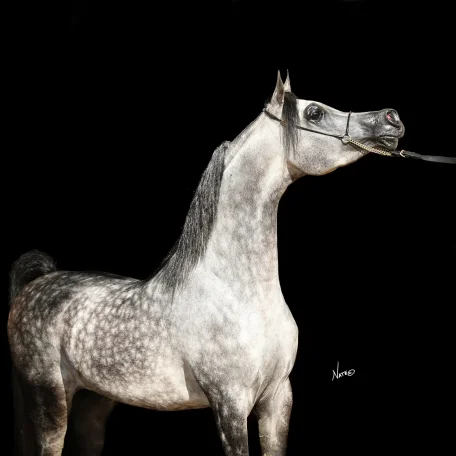 SHARIF AL ZOBAIR