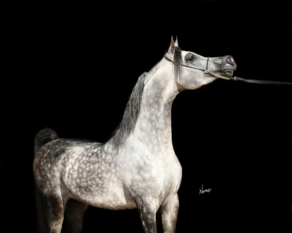 Sharif Al Zobair