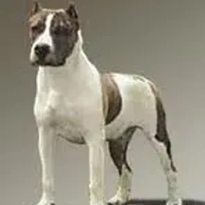 Dogue Brasileir (Designer Dog)