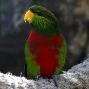 Yellow-billed Lorikeet