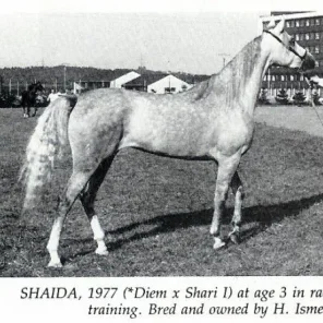 Shaida