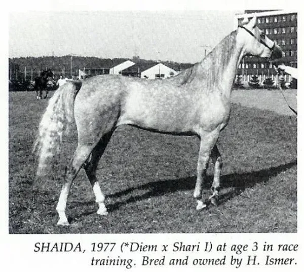 Shaida