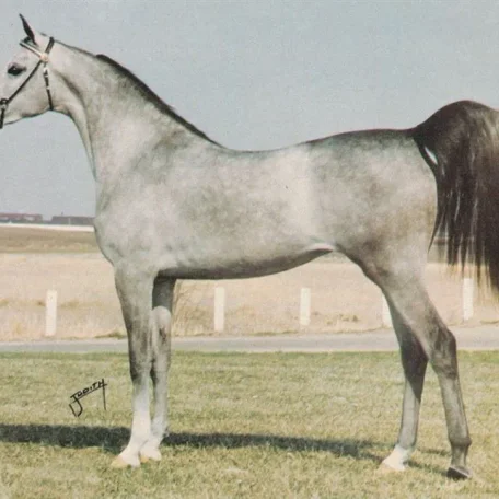 TJS GEORGIE GIRL (Al-Marah Canadius++/ x Heritage Fleur by El Magato) ~ Pictured @ 2 years old; "Future" 1977 Canadian Reserve National Champion, 1978 US National Champion Mare; Exported to Morocco