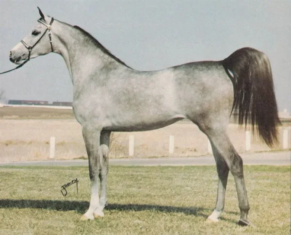 TJS GEORGIE GIRL (Al-Marah Canadius++/ x Heritage Fleur by El Magato) ~ Pictured @ 2 years old; "Future" 1977 Canadian Reserve National Champion, 1978 US National Champion Mare; Exported to Morocco
