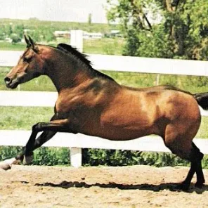 emblazon