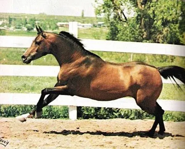 emblazon
