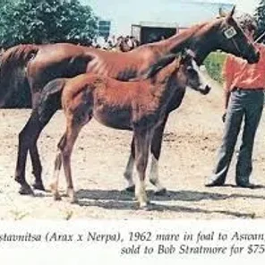 NASTAVNITSA