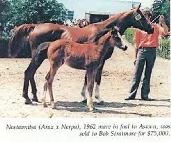 NASTAVNITSA