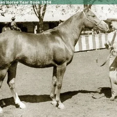 ZAMMARA