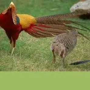 Golden Pheasant