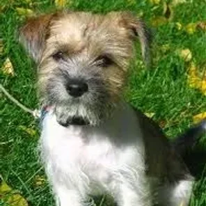 Fo-Tzu (Designer Dog)