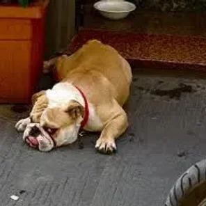 Italian Bulldogge (Designer Dog)