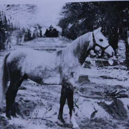 Loumeyn (Raseyn x Malouma) grey stallion, foaled January 17,1936
bred by W.K. Kellogg Institute