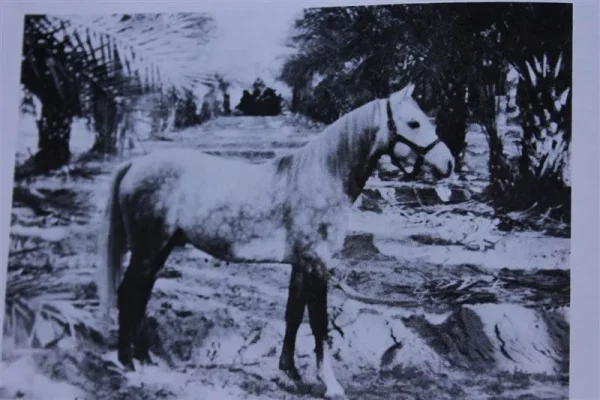 Loumeyn (Raseyn x Malouma) grey stallion, foaled January 17,1936
bred by W.K. Kellogg Institute