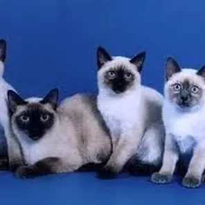 Thai/ Old-style Siamese